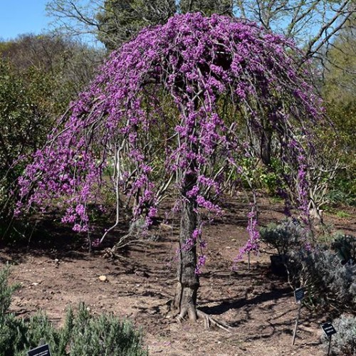 Redbud, Weeping 'Covey'   Redbud, Weeping 'Covey'