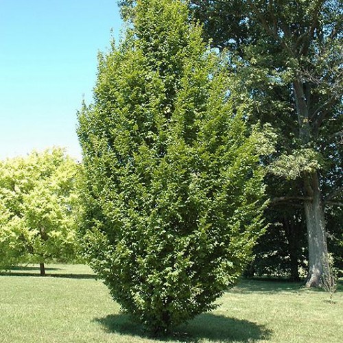 Hornbeam, Columnar 'Fastigiata' Hornbeam, Columnar 'Fastigiata'