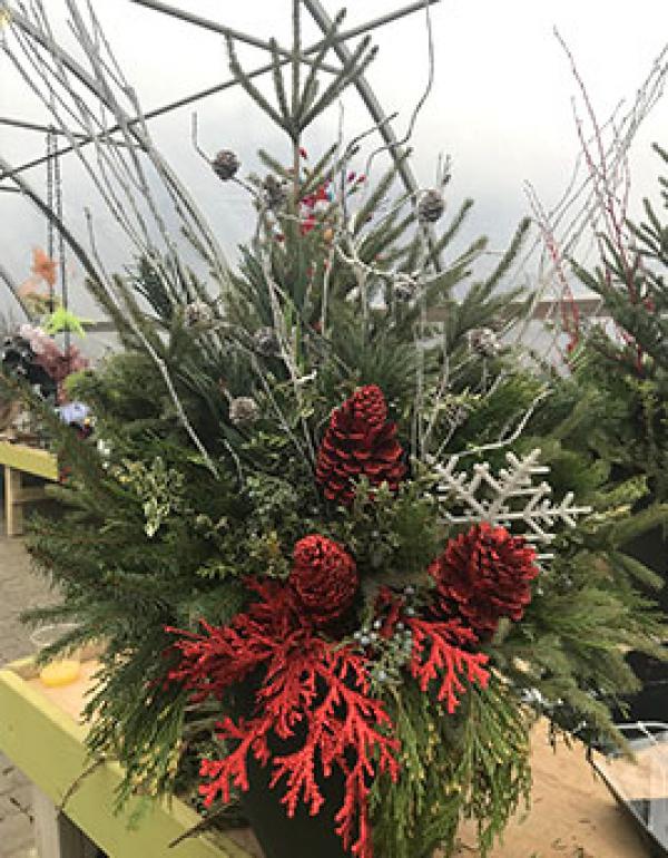 Pine tree with red pine cones