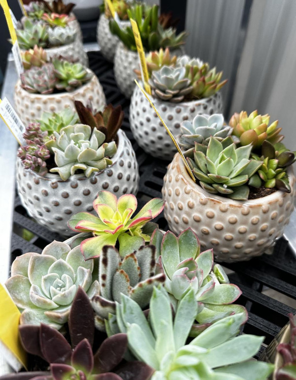 Succulent Planter Workshop 2