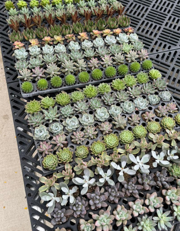 Succulent Planter Workshop 3