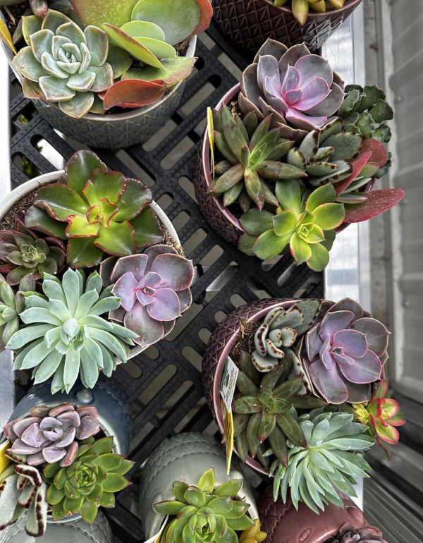 Succulent Planter Workshop