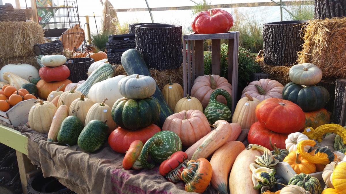 Corn Stalks, Pumpkins, & More | Fall Decor | Plants & Flowers ...