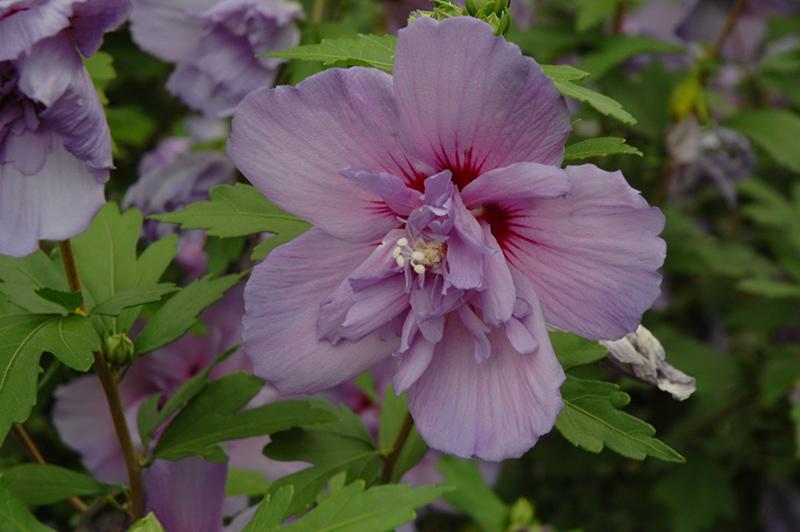 Rose of Sharon 'Blue Chiffon' | Deciduous Shrubs | Shrubs | Plants ...