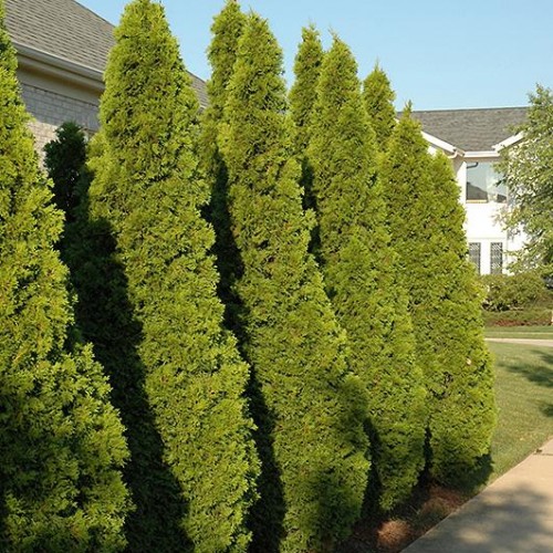 Arborvitae 'Emerald Green' Arborvitae 'Emerald Green'