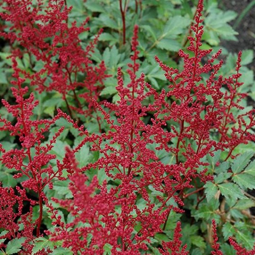 Astilbe 'Red Sentinel' Astilbe 'Red Sentinel'