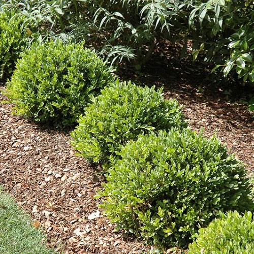 Boxwood 'Green Velvet' Boxwood 'Green Velvet'