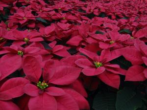 Burgundy Poinsettia Burgundy Poinsettia