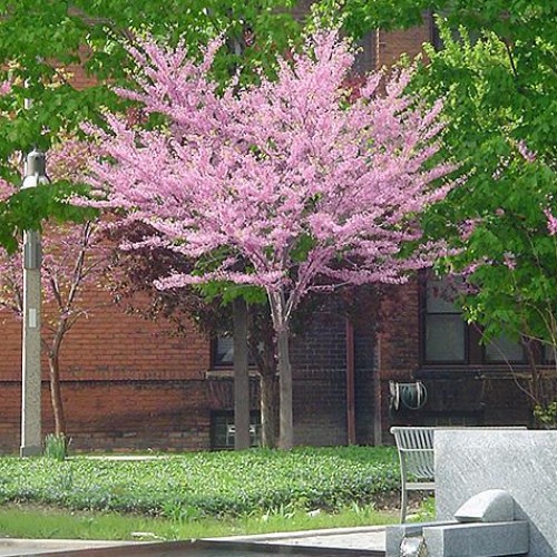 Redbud, Eastern Redbud, Eastern