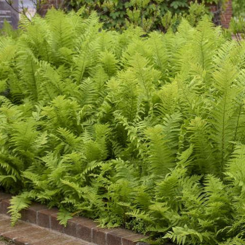 Fern 'Ostrich' Fern 'Ostrich'