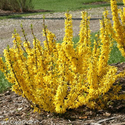 Forsythia 'Show Off Sugar Baby' Forsythia 'Show Off Sugar Baby'