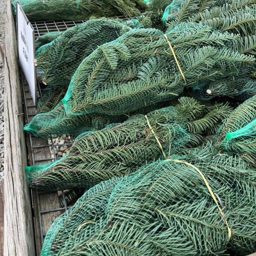 Fresh Cut Evergreens Fresh Cut Evergreens