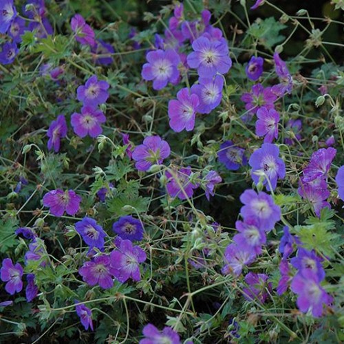 Geranium 'Rozanne' Geranium 'Rozanne'