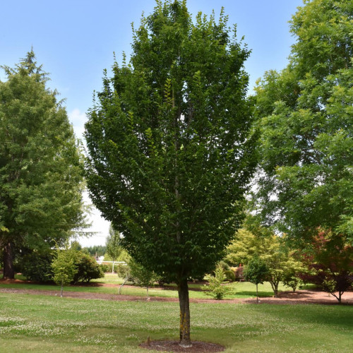 Hornbeam 'Emerald Avenue' Hornbeam 'Emerald Avenue'