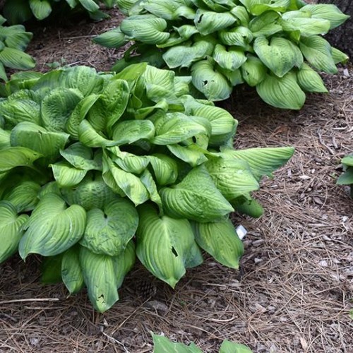 Hosta 'Guacamole' Hosta 'Guacamole'