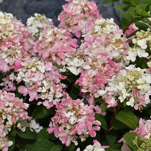 Hydrangea, Panicle 'Fire Light Tidbit' Hydrangea, Panicle 'Fire Light Tidbit'