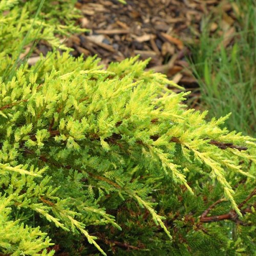 Juniper 'Daub's Frosted' | Evergreen Shrubs | Shrubs | Plants & Flo...