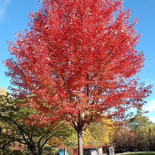 Maple, Freeman 'Autumn Blaze' Maple, Freeman 'Autumn Blaze'