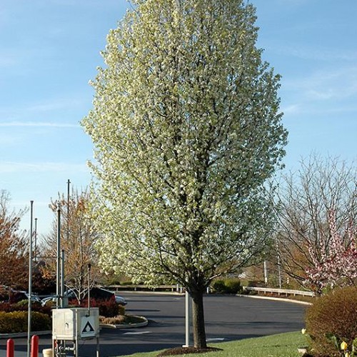 Pear 'Chanticleer' Pear 'Chanticleer'