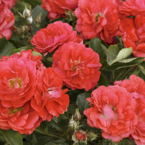 Rose 'Coral Drift' Rose 'Coral Drift'