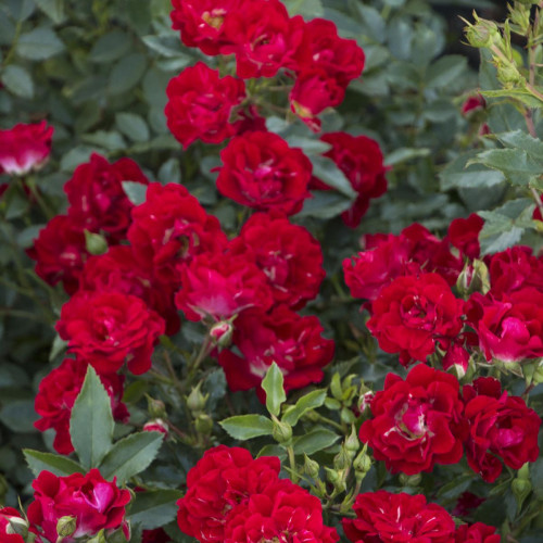 Rose 'Red Drift' Rose 'Red Drift'