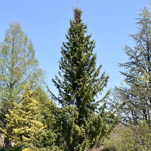 Spruce Serbian Spruce Serbian