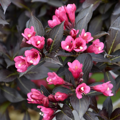 Weigela 'Spilled Wine' Weigela 'Spilled Wine'